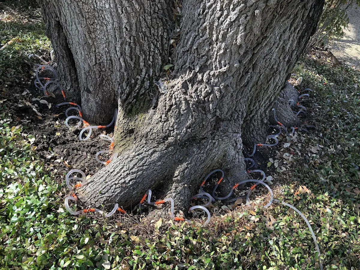 Detailed Tree Cabling and Bracing job site in Tewksbury