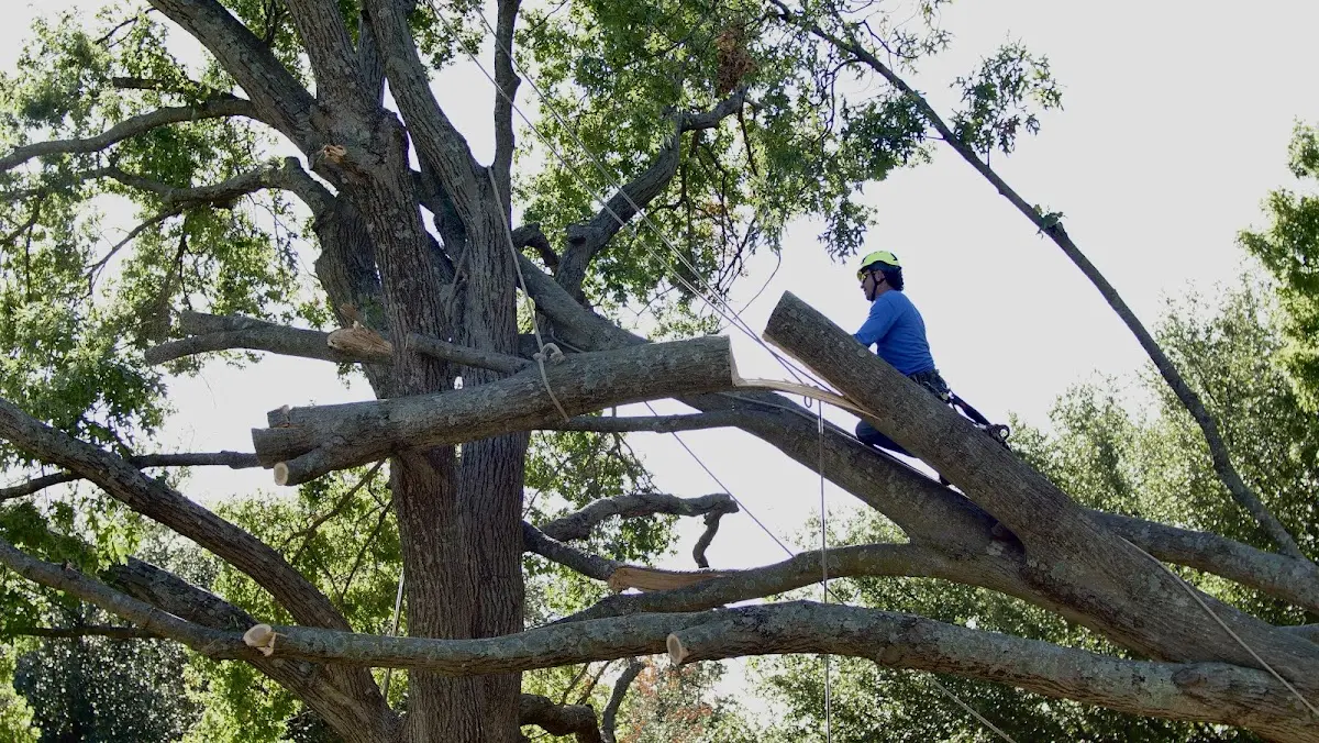Professional Hazardous Tree Removal performed by certified arborists in Tewksbury