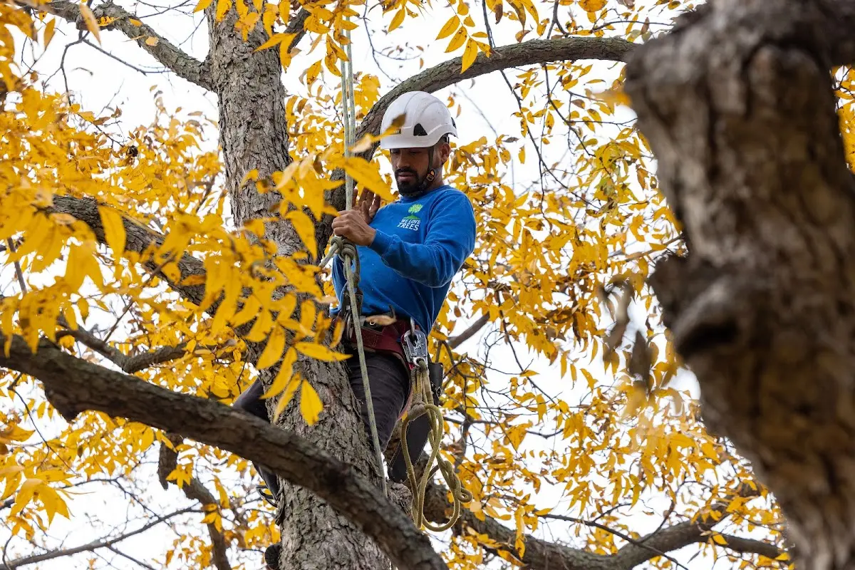 Skilled Tree Planing crew working in Tewksbury