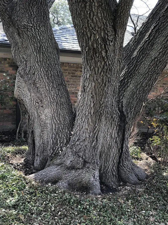 Mature heritage tree close to a Tewksbury property cared for by certified arborists
